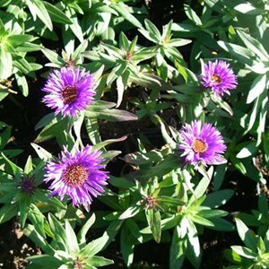 6 x aster de la nouvelle-angleterre - aster novae angliae 'harrington's pink' -