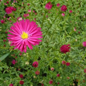 6 x aster grand d'automne - aster novi belgii 'crimson brocade' - godet 9x9 cm