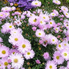 6 x aster grand d'automne  - aster novi belgii 'fellowship'  - godet 9x9 cm