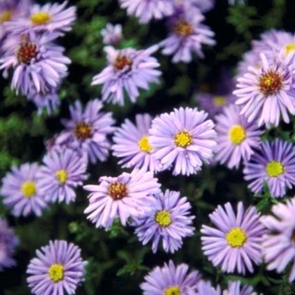 Arborix - 6 x aster grand d'automne  - aster novi belgii 'marie ballard'  - godet 9x9 cm