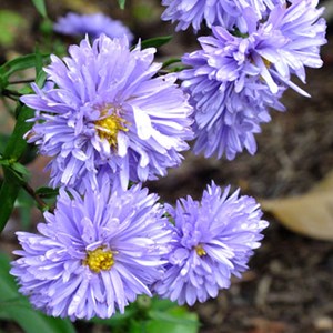 6 x aster grand d'automne  - aster novi belgii 'marie ballard'  - godet 9x9 cm
