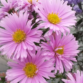 6 x aster grand d'automne  - aster novi belgii 'sarah ballard'  - godet 9x9 cm