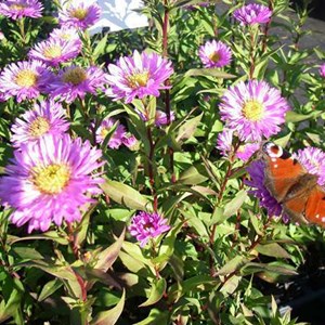 6 x aster grand d'automne  - aster novi belgii 'sarah ballard'  - godet 9x9 cm