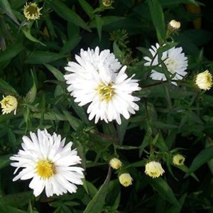6 x aster grand d'automne  - aster novi belgii 'white ladies'  - godet 9x9 cm