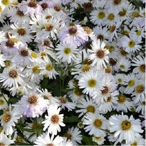 6 x aster grand d'automne  - aster novi belgii 'white ladies'  - godet 9x9 cm