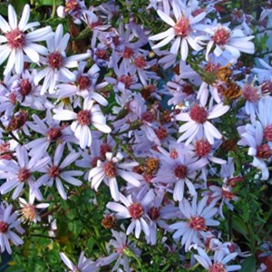 6 x aster à feuilles en cœur  - aster 'photograph'  - godet 9x9 cm