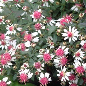 Aster lateriflorus 'prince' - godet 9x9 cm