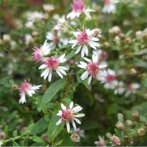 6 x aster lateriflorus 'prince' - godet 9x9 cm