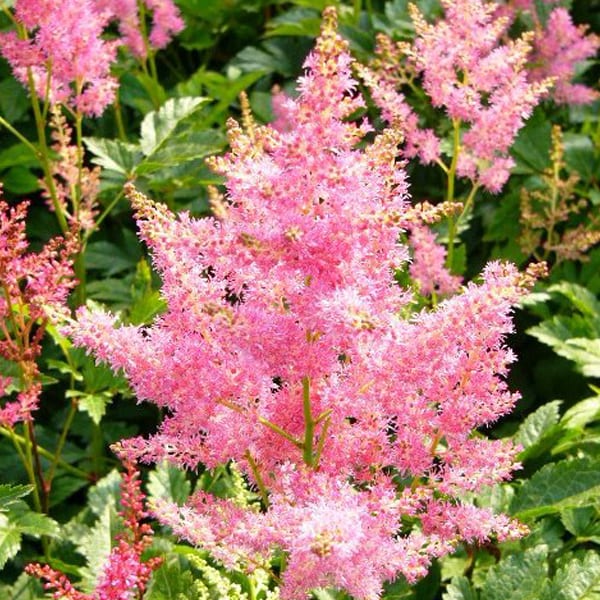 6 x astilbe du japon - astilbe japonica 'rheinland' - godet 9x9 cm
