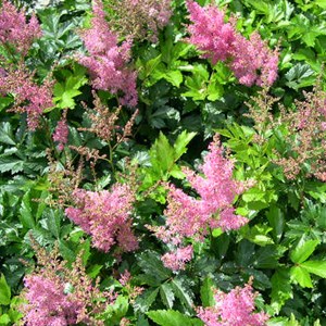 6 x astilbe du japon  - astilbe japonica 'rheinland'  - godet 9x9 cm