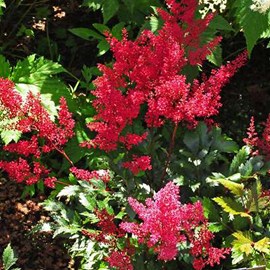 6 x astilbe du japon  - astilbe japonica 'red sentinel'  - godet 9x9 cm