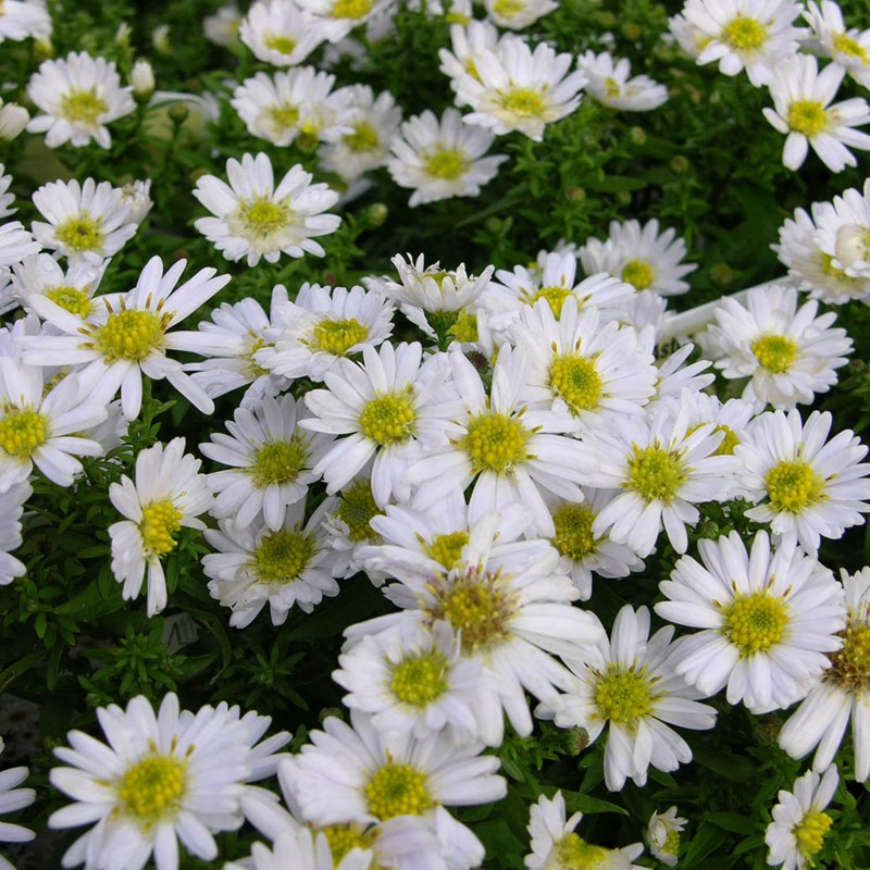 Arborix - 6 x aster nain  - aster dumosus 'schneekissen'  - godet 9x9 cm