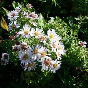 6 x aster nain  - aster dumosus 'schneekissen'  - godet 9x9 cm