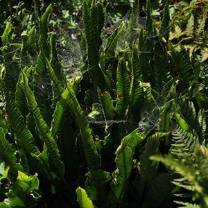 6 x scolopendre langue de bœuf - asplenium scolopendrium  - godet 9x9 cm