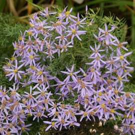 6 x aster à feuilles de sedum  - aster sedifolius 'nanus'  - godet 9x9 cm