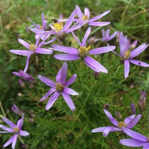 6 x aster à feuilles de sedum  - aster sedifolius 'nanus'  - godet 9x9 cm