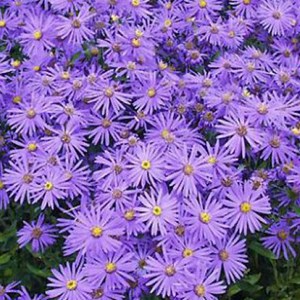 6 x œil de christ  - aster 'sonora'  - godet 9x9 cm