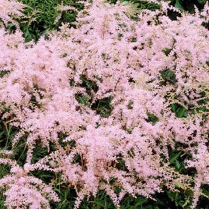 6 x astilbe à feuilles simples - astilbe simplicifolia 'sprite' - godet 9x9 cm