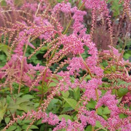 6 x astilbe de chine  - astilbe thunbergii 'straussenfeder'  - godet 9x9 cm
