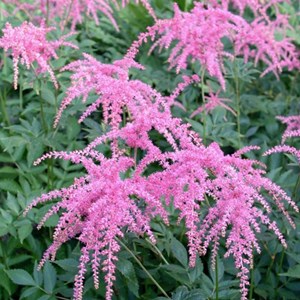 6 x astilbe de chine  - astilbe thunbergii 'straussenfeder'  - godet 9x9 cm
