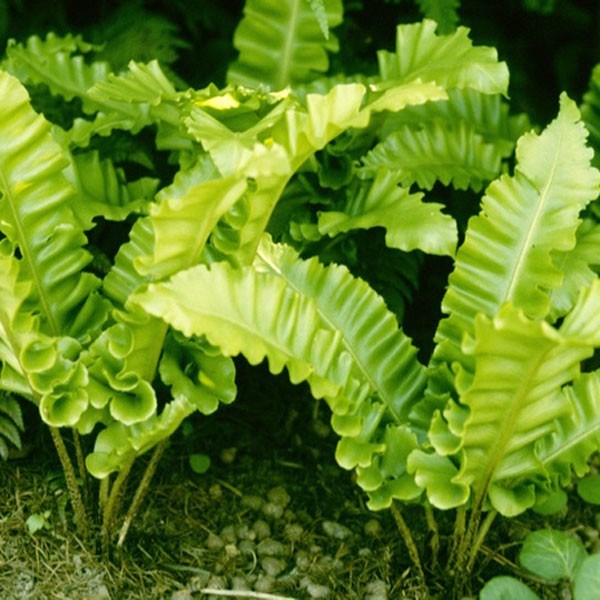 Arborix - 6 x fougère scolopendre langue - asplenium scolopendrium 'undulatum' - godet