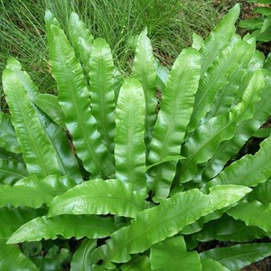 6 x fougère scolopendre langue - asplenium scolopendrium 'undulatum' - godet