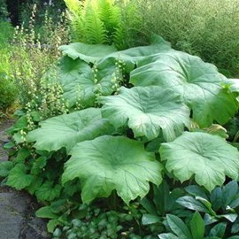 Astilboides tabularis - godet 9x9 cm