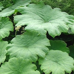 Astilboides tabularis - godet 9x9 cm