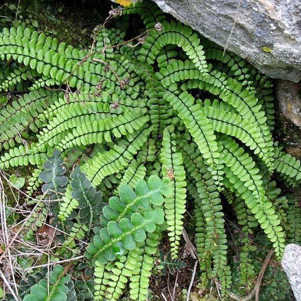 6 x fausse capillaire - asplenium trichomanes - godet 9x9 cm
