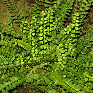 6 x fausse capillaire - asplenium trichomanes  - godet 9x9 cm