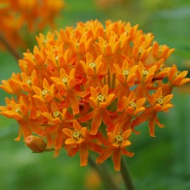 6 x asclépiade tubéreuse - asclepias tuberosa  - godet 9x9 cm
