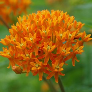 6 x asclépiade tubéreuse - asclepias tuberosa  - godet 9x9 cm