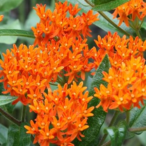 6 x asclépiade tubéreuse - asclepias tuberosa  - godet 9x9 cm