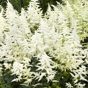 6 x astilbe d'arends  - astilbe arendsii 'weisse gloria'  - godet 9x9 cm