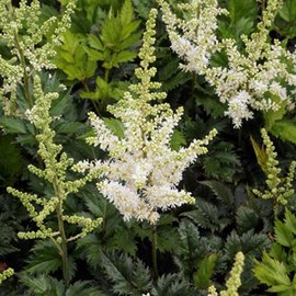 6 x astilbe de chine - astilbe thunbergii 'professor van der wielen' - godet