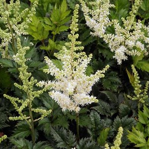6 x astilbe de chine - astilbe thunbergii 'professor van der wielen' - godet