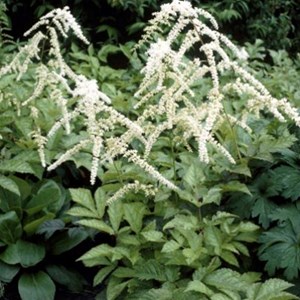 6 x astilbe de chine - astilbe thunbergii 'professor van der wielen' - godet