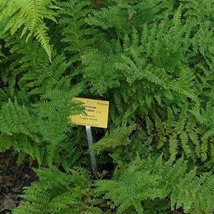 6 x fougère femelle - athyrium filix femina  - godet 9x9 cm