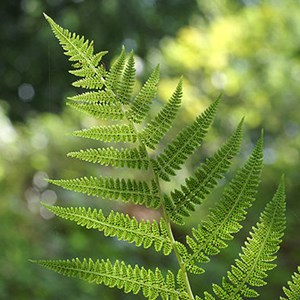 6 x fougère femelle - athyrium filix femina  - godet 9x9 cm