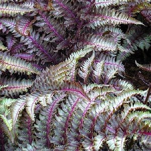 Athyrium niponicum 'metallicum' - godet 9x9 cm