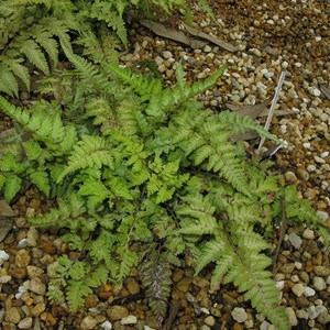 Athyrium niponicum 'metallicum' - godet 9x9 cm