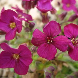 6 x aubriète  - aubrieta 'bressingham red'  - godet 9x9 cm