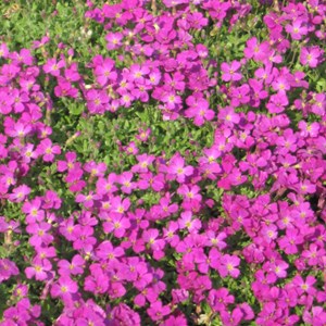 6 x aubriète  - aubrieta 'bressingham red'  - godet 9x9 cm