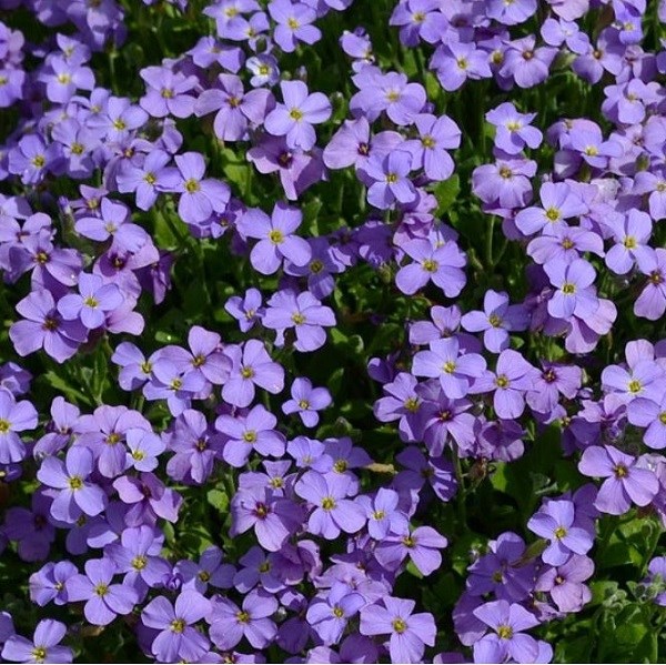 6 x aubriète - aubrieta 'cascade blue' - godet 9x9 cm