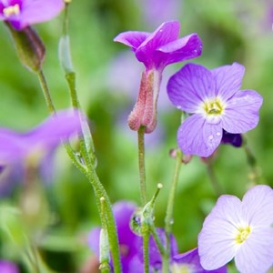 6 x aubriète  - aubrieta 'cascade blue'  - godet 9x9 cm