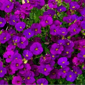 6 x aubriète  - aubrieta 'cascade purple'  - godet 9x9 cm