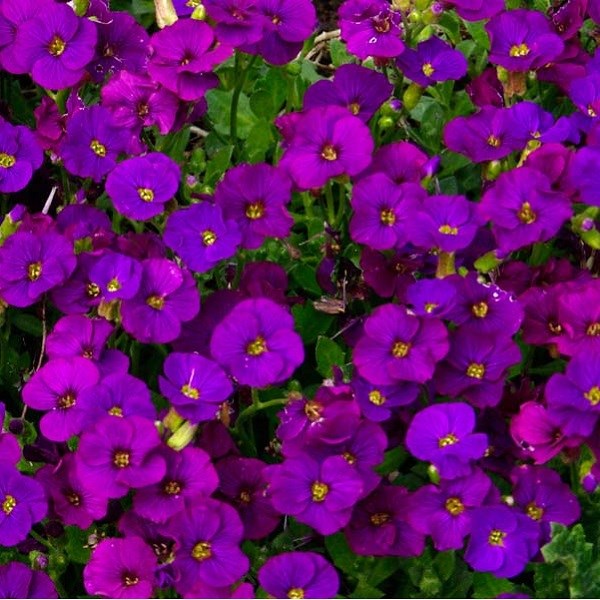 6 x aubriète - aubrieta 'cascade purple' - godet 9x9 cm