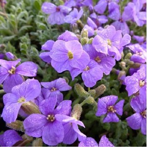 6 x aubriète  - aubrieta 'cascade purple'  - godet 9x9 cm