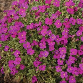 6 x aubriète 'cascade red - aubrieta 'cascade red'  - godet 9x9 cm