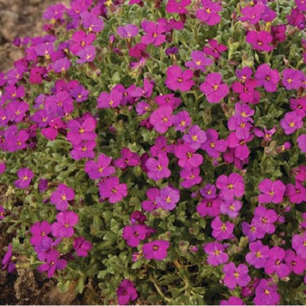 6 x aubriète 'cascade red - aubrieta 'cascade red' - godet 9x9 cm